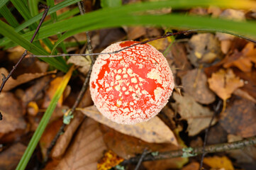 mushroom fly agaric in grass on autumn forest background. toxic and hallucinogen red poisonous amanita muscaria fungus macro close up in natural environment. top view
