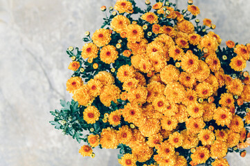 A bouquet of orange chrysanthemum flowers in pot in garden