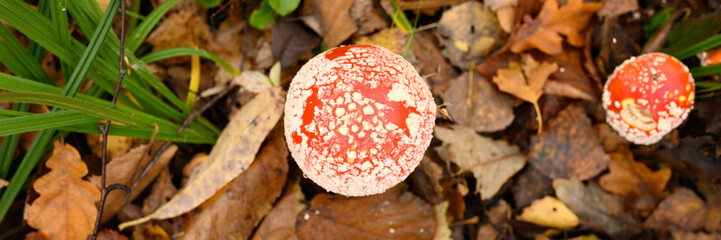 mushrooms fly agaric in grass on autumn forest background. toxic and hallucinogen red poisonous amanita muscaria fungus macro close up in natural environment. banner. top view