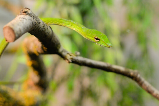 A small green snake hangs from a tree branch. The predator is preparing for an attack. 