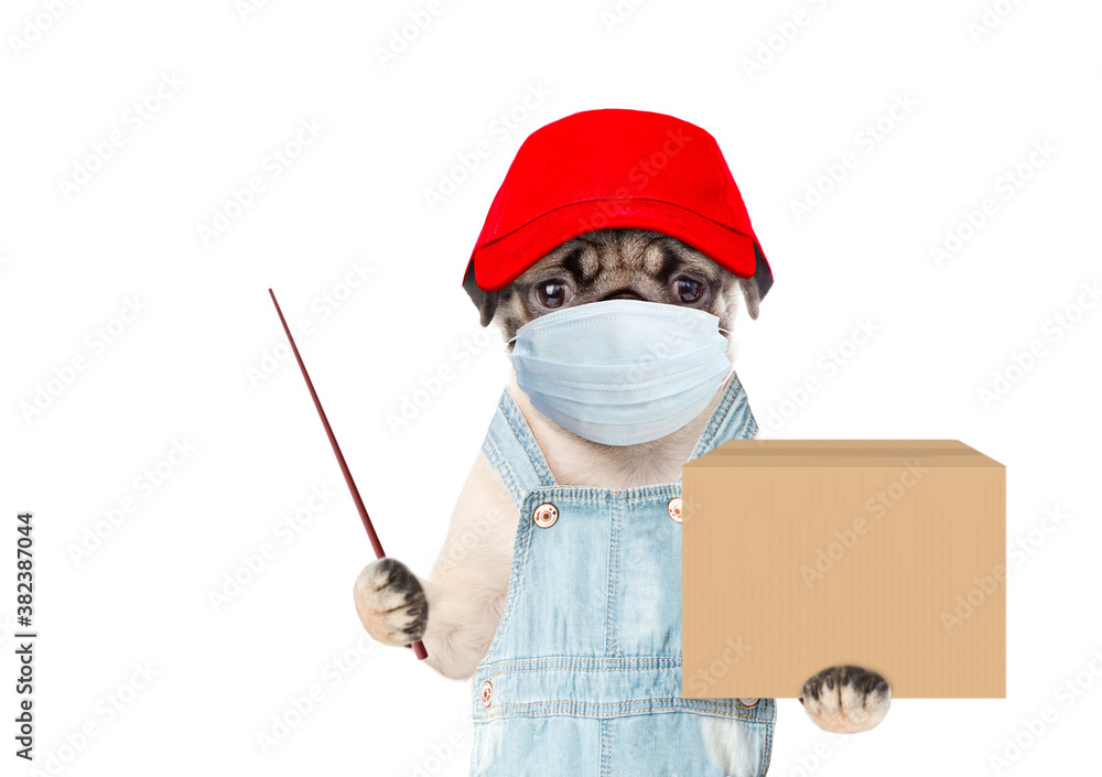 Poster pug puppy wearing medical protective mask, red cap and overalls holds big box and points away on emp