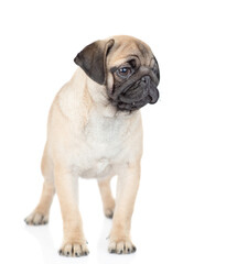 Pug puppy stands in front view and looks away. isolated on white background