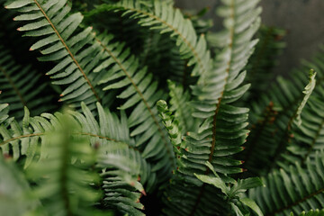lush green fern leaves in nature