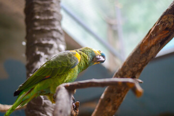 A green parrot sits on a tree, funny tilts its head and looks at the camera.