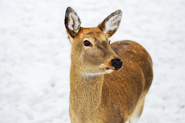 Spotted deer walk in the snow. Mammals, hoofed animals. Winter, sunny day, good weather. Close up shot.