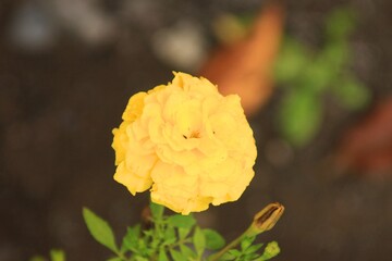 yellow autumn leaves
