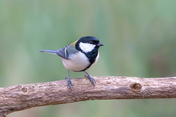 Fototapeta premium シジュウカラ 野鳥
