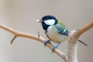 シジュウカラ 野鳥