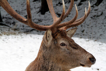 Ein starker Hirsch mit mächtigem Geweih. Rotwild, Cervus elaphus, Wild, Thüringen, Deutschland, Europa
Red Deer, Cervus elaphus, Wild, Thuringia, Germany, Europe