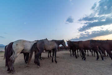 Wild horses run in foggy at sunset. Wild horses are running in dust. Near Hormetci Village, between Cappadocia and Kayseri, Turkey