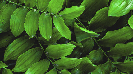 Green leaves on bush as tropical exotic floral botanical summer pattern texture backdrop background  