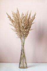 Dry grass in a stylish glass vase on a powder pink background. Minimalism design. Selective focus.