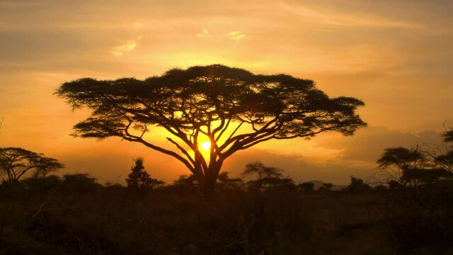SILHOUETTE, LENS FLARE: Scenic view of an old acacia tree in the heart of picturesque Serengeti. Golden summer evening sunbeams shine on acacias scattered around a stunning national park in Africa.