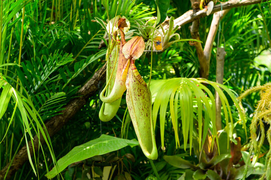 ウツボカズラ Images Browse 226 Stock Photos Vectors And Video Adobe Stock