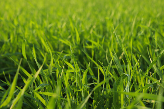 Green Grass Background Free Stock Photo