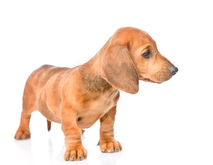 Brown short haired dachshund puppy stands  and looks away. isolated on white background
