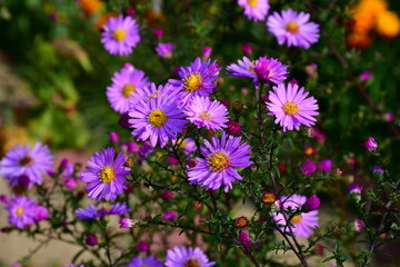 Fototapeta premium A branch of small purple chrysanthemums. Autumn flowers in the Park.
