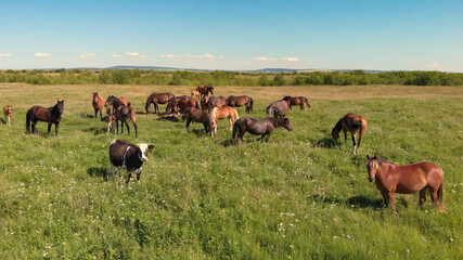 Horses and cow stand on green meadow and graze grass on the farmland,