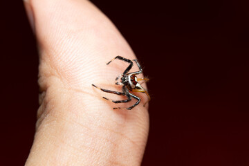 Sylvana Jumping Spider(Colonus Sylvanus) on finger