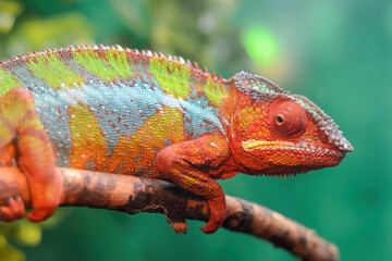 A beautiful, colorful chameleon sits on a branch. The bizarre animal was taken in close up.