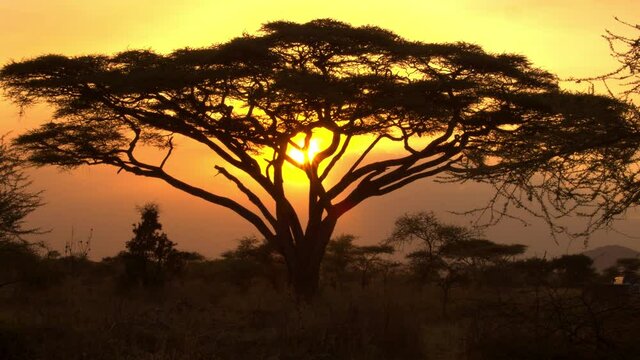 SILHOUETTE, LENS FLARE: Gorgeous golden sunset gently illuminates a lonely acacia tree in the heart of Africa. Picturesque safari landscape on a sunny summer evening in Tanzania. Serengeti safari.