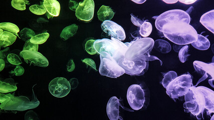 Jellyfish changes colours under fluorescent illumination