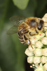Stonecrop, Sedum album, Sedum spectabile, Germany, Europe