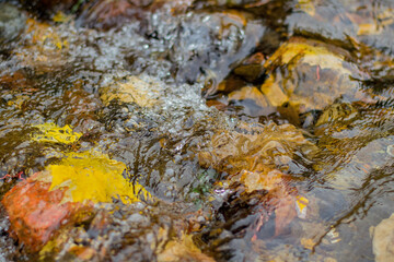 Water runs over colored stones. Yellow autumn leaves of trees are visible under the water. Texture of a river running over rocks.
