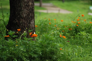 樹木の下に咲く花の蜜を吸う蝶