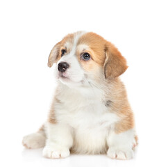 Cute Pembroke Welsh Corgi puppy sits and looks away and up. isolated on white background