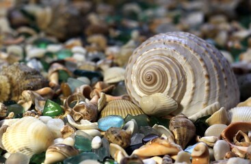 seashells on the beach