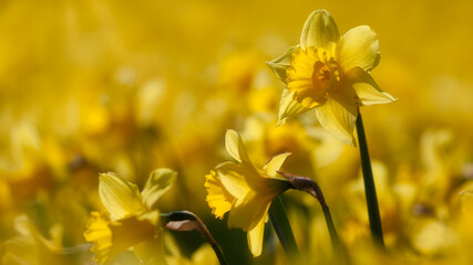 Daffodils in sunlight