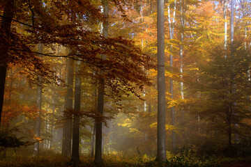 Buntes Herbstlaub und Nebel  verzaubern die Natur im Herbst. Autumn, Colorful Foliage, Fog, Thueringen, Rhoen, Deutschland, Europa