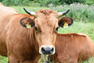 F&uuml;ssen brown cow in a field