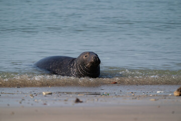 Fototapeta premium One Grey Seal, Halichoerus grypus. Swimming in the sea with head above water. Beach in foreground