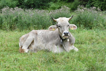 Füssen grey cow in a field