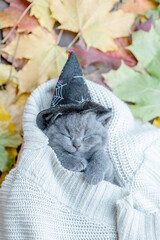 Kitten wearing hat for halloween  sleeps under warm plaid with fall foliage. Top down view