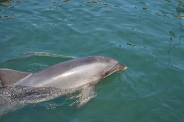 Fototapeta premium One Dolphin in the water: a place for text, animals of the seas and oceans