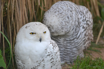 Two white owls sleep next to each other during the day: animal and bird protection