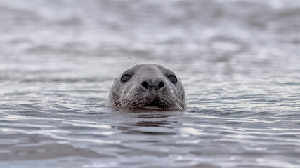 Fototapeta premium Grey seal in the ocean with just his head out of the water looking at the camera
