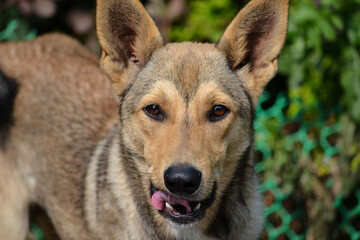 Brown dog, wolf licking: close-up of tongue, nose and eyes on a green background