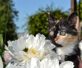 Tricolor kitten in white: background in the village, square
