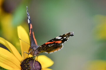Red and black, multicolored butterfly sitting on a flower on a green background in the summer on the street: close-up, entomology