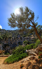 Fototapeta na wymiar Typical Greek landscape, mountains, spring, bushes, rocky road. Olive tree shot against sun. Clear blue sky. Akrotiri peninsula, Chania, Crete, Greece