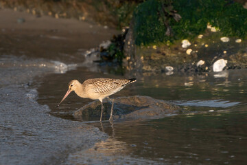 Close-up of a black-tailed godwit Limosa Limosa wader, bird is walking in the sea