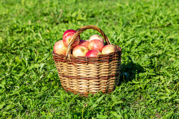 Wooden wicker basket with fresh ripe apples