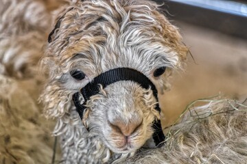 Portrait of Alpaca