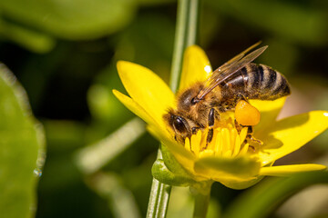 Bee on a spring flower collecting pollen and nectar