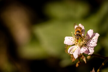 Bee on a white blackberry flower collecting pollen and nectar for the hive