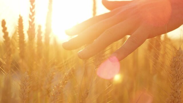 SLOW MOTION, LENS FLARE, CLOSE UP, DOF: Unrecognizable girl touching rustling wheat spikes on a picturesque summer morning. Carefree young woman runs her hand through a golden-lit field of wheat.